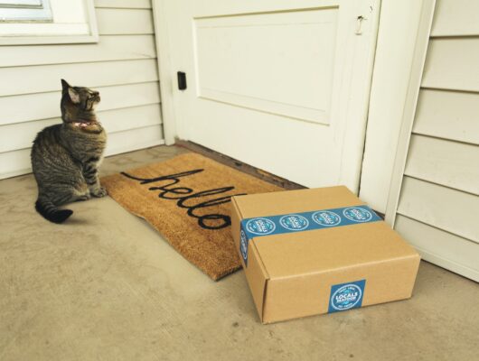 brown tabby cat on brown cardboard box